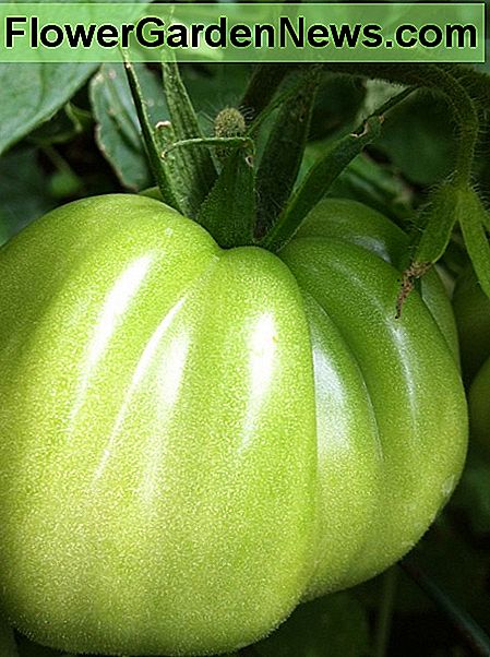 Heirloom tomater har fantastisk smak. Heirloom tomatoes have amazing flavour.