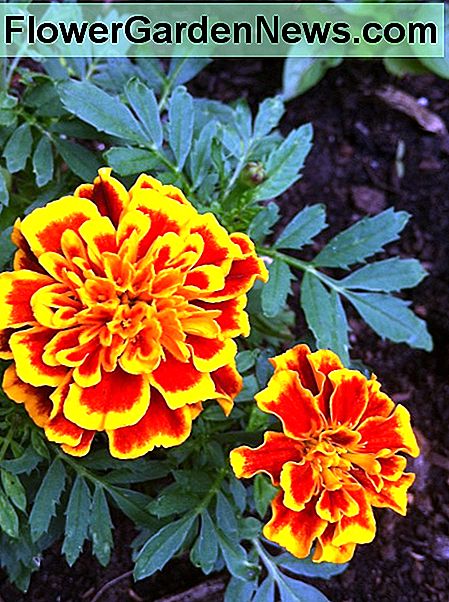 Varje grönsaksodling behöver några ringblommor. Every vegetable garden needs some marigolds.