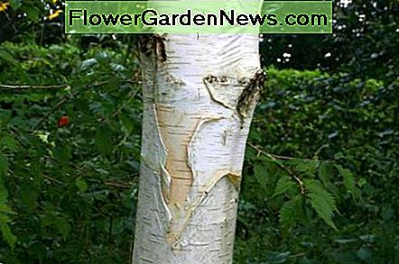 Himalaya-Birke Himalaya Birch