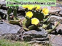 Steingarten-Kaktus Rock Garden Cactus