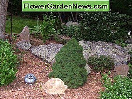 Steingarten Hostas Rock Garden Hostas