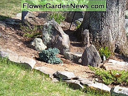 Rock Garden_Evergreen Bett Rock Garden_Evergreen Bed