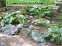 Steingarten Hostas Rock Garden Hostas