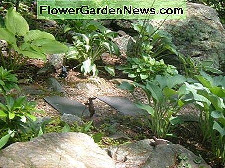 Steingarten Hostas Rock Garden Hostas