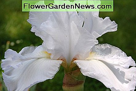 Weiße Schwertlilie White Bearded Iris