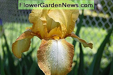 Gelbe Schwertlilie Yellow Bearded Iris