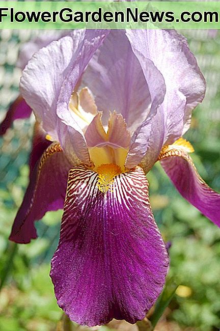 Bicolor Schwertlilie Bicolor Bearded Iris