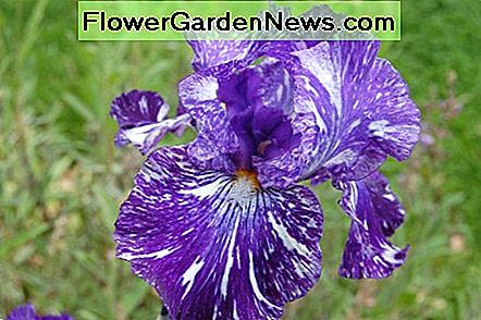 Gebrochene Farben Schwertlilie Broken Colors Bearded Iris