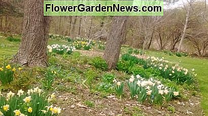 Bulbi flori ca daffodils cresc bine sub nuc negru. Bulb flowers like daffodils grow well under black walnut trees.