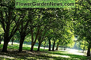 Găsiți cea mai bună locație atunci când cresc nucii pentru profit sau estetică peisagistică. Find the best location when growing walnut trees for profit or landscape aesthetics.