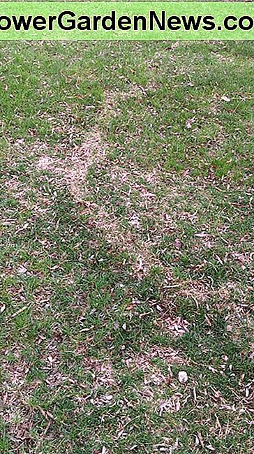 Hier is een voorbeeld van hoe de woelunnels er deze lente uitzien op mijn erf! Here is an example of what the vole tunnels look like on my yard this spring!