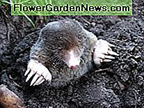 Een mol is een klein zoogdier met korte, krachtige voorpoten die zijn ontworpen om naar buiten te graven A mole is a small mammal with short, powerful front paws designed to dig outward