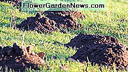 Maak geen berg uit een molheuvel ... ze zijn al groot genoeg Don't make a mountain out of a mole hill... they are already big enough