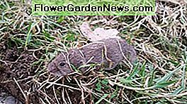 Een veldmuis is een soort veldmuis, hoewel sommige zich dichter bij water bevinden dan in een veld A vole is a type of field mouse although some are found closer to water than in a field