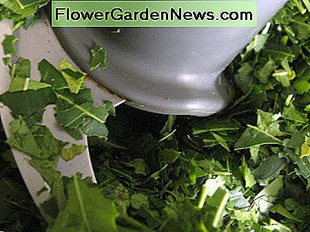 Neem-Blätter mit einer Küchenmaschine schneiden Cuttning neem leaves with a food processor