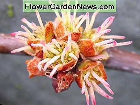 Zilveren esdoornbloem Silver Maple flower