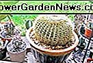 Echinocactus grusonii Golden Barrel Cactus 3.5