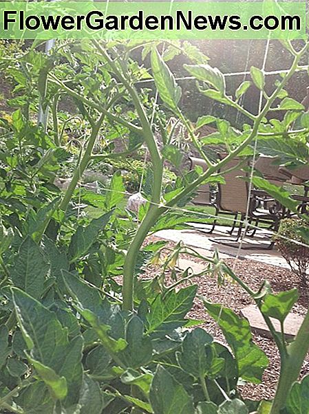 Pomidorų augalai, augantys Tomato plants growing up the DIY trellis.
