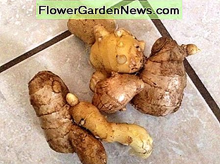 Jengibre recién cosechado Algunos de estos pueden ser replantados ya que puedes ver los botones al final de algunas de estas piezas. Freshly harvested ginger. Some of these can be replanted as you can see the buds on the end of some of these pieces.
