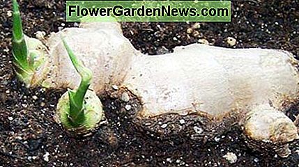 Algunos eligen sentarse al rizoma justo debajo de la tierra. Some choose to sit the rhizome just under the dirt.