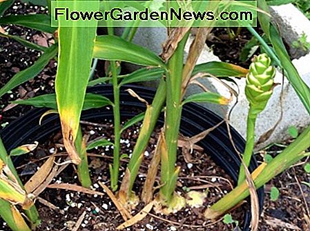 Mi planta de jengibre estaba en flor justo antes de que la cosechara. Puedes dejar que se vaya a florecer, pero como lo cultivo para los rizomas y no para las flores, no me molestó deshacerme de la flor. My ginger plant was in bloom just before I harvested it. You can let it go to flower, but since I grow it for the rhizomes and not the flowers, it didn't bother me to get rid of the flower.