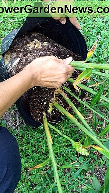 Tuve que cortar la maceta de plástico para poder quitar la gran mata de jengibre fresco que estaba incrustado allí. I had to cut the plastic pot to be able to remove the large clump of fresh ginger that was embedded in there.