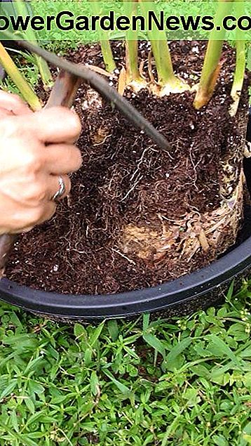 Fue muy emocionante poder cosechar mi propio jengibre. ¿Puedes ver ese gran grupo? It was so exciting being able to harvest my own ginger. Can you see that large clump?