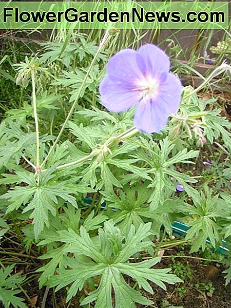 blauwe Cranesbill. blue Cranesbill.