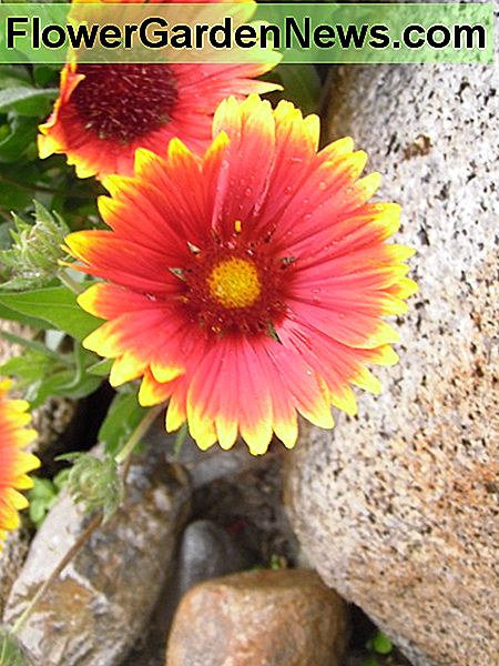 Basket Flower Basket Flower