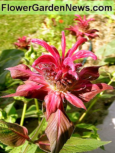 Monarda bloei Monarda flowering
