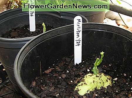Mirliton ontspruit in de winterkas. Mirliton sprouting in winter greenhouse.