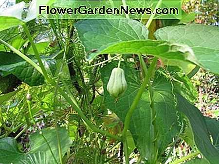 De bloem valt af en de jonge mirliton begint te groeien. The flower drops off and the young mirliton begins to grow.