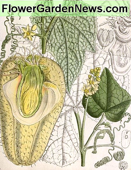 Botanische schets van een mirlitonwijnstok en fruit. Botanical sketch of a mirliton vine and fruit.
