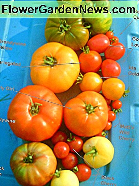 Różnorodność pomidorów scheda A variety of heirloom tomatoes