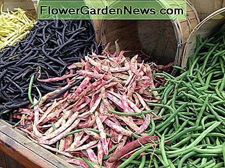 Bohnen sind eines von vielen Gemüsearten, die im Frühling gepflanzt werden. Beans are one of many Vegetables that grow well when planted in spring.