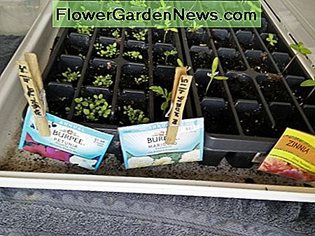 Hölzerne Wäscheklammern mit Samenpaket, wenn alle Samen benutzt werden Wooden Clothes Pins with Seed Packet if all seeds are used