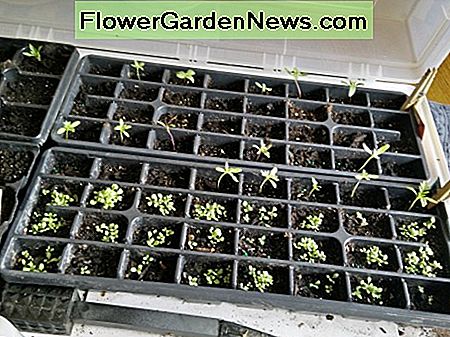 Zinnias, Ringelblumen und Petunien, oh mein! Zinnias, Marigolds, and Petunias, oh my!