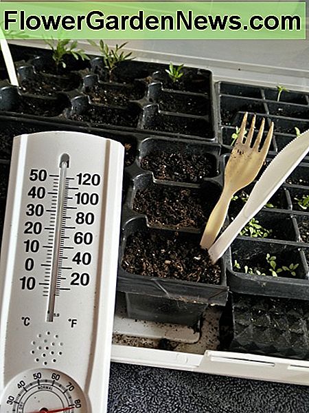 65-70 Grad ist der optimale Temperaturbereich für schnell wachsende Keimlinge. Höhere Luftfeuchtigkeit ist ideal, um diesen Prozess zu unterstützen. 65-70 degrees is the optimum temperature range for quickly sprouting seedlings. Higher Humidity levels are ideal to help this process along.