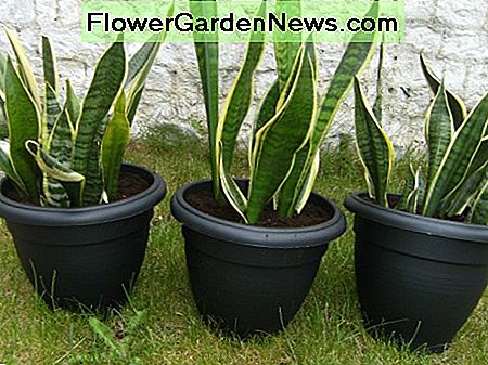 Schwiegermutter-Zungenpflanze in großen Töpfen Mother-In-Laws-Tongue Plant In Large pots
