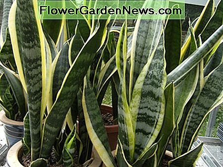 Topfgebundenes Mutter-in-Gesetz-Zungenwerk Pot bound Mother-In-Law's-Tongue Plant