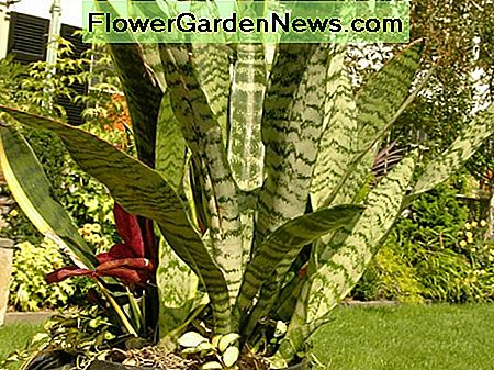 Vieta - Location - Chanticleer Garden