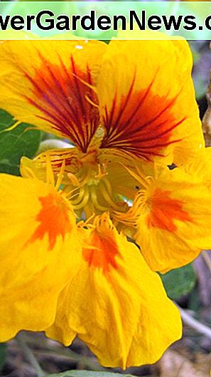 Kapuzinerkresse (Tropaeolum majus) sind helle, bunte, einfach zu züchtende Blüten. Dies ist die gelbe Sorte von Tropaeolum majus 'Jewel Mix'. Nasturtium (Tropaeolum majus) are bright, colorful, easy to grow flowers. This is the yellow variety of Tropaeolum majus 'Jewel Mix'.