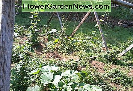 Jeg vendte dette rum med en hæk to fjedre siden. Voksende humle og græskar nu. I turned this space with a hoe two springs ago. Growing hops and pumpkins now.