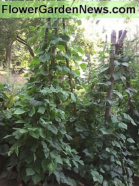 Polbønner. Pole beans.