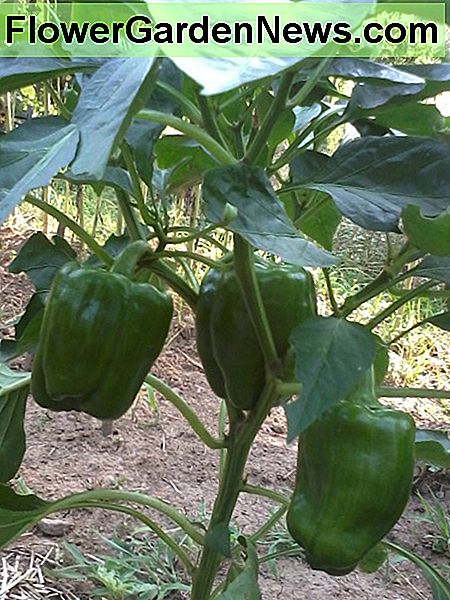 Mine søde små sød peberfrugter. My sweet little sweet peppers.
