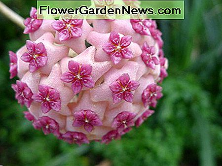 Hoya Aldrichii in Bloom: žvaigždžių formos centrai yra tokie sudėtingi dėl šių gėlių. Jie iš tikrųjų atrodo taip, lyg jie buvo iškirpti iš vaško. Hoya Aldrichii in Bloom: The star shaped centers are so intricate on these flowers. They really do look as though they have been carved out of wax.