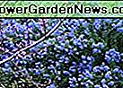 California Lilac Aka Ceanothus 'Frosty Blue' lebende Pflanze Sträucher Pflanze fit 05 Gallon Pot