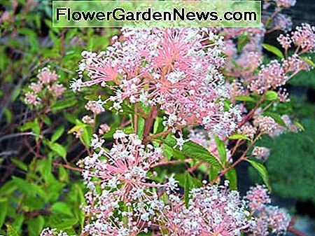 Marie Simon New Jersey Tee Strauch - Ceanothus Marie Simon New Jersey Tea Shrub - Ceanothus