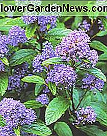 ceanothus gloire de versailles ceanothus gloire de versailles