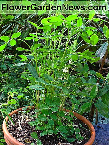 Erdnüsse, die in einem Behälter wachsen Peanuts growing in a container